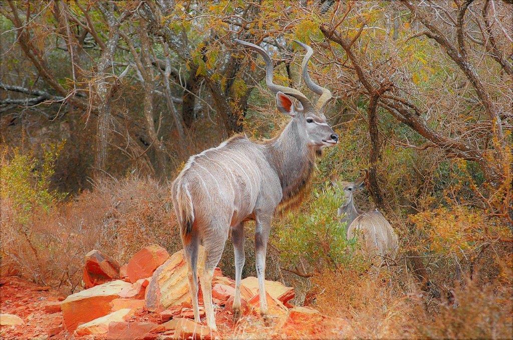 בלה-בלה Mabalingwe Uzuri Lodge מראה חיצוני תמונה